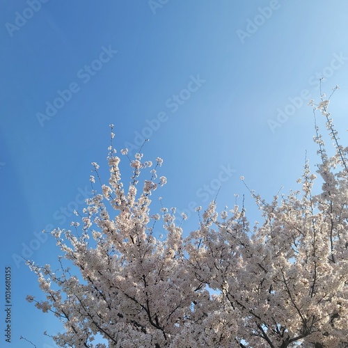 cherryblossom in may morning, bright sunshine and clearbluesky
 photo