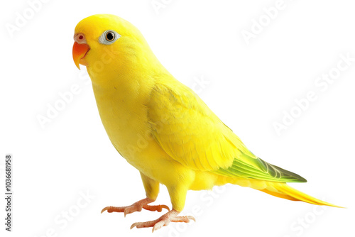 Adult Parakeet Isolated on a transparent Background for Use in Pet Care, Educational Materials, and Animal Related Projects photo