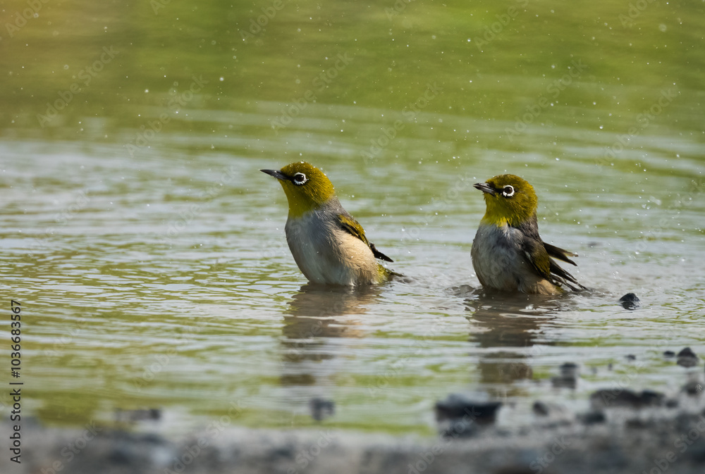 A pair of Silvereye ( capricorn Silvereye ) cooling down on a hot day in Australia. A pair of Silvereye ( capricorn Silvereye ) cooling down on a hot day in Australia.
