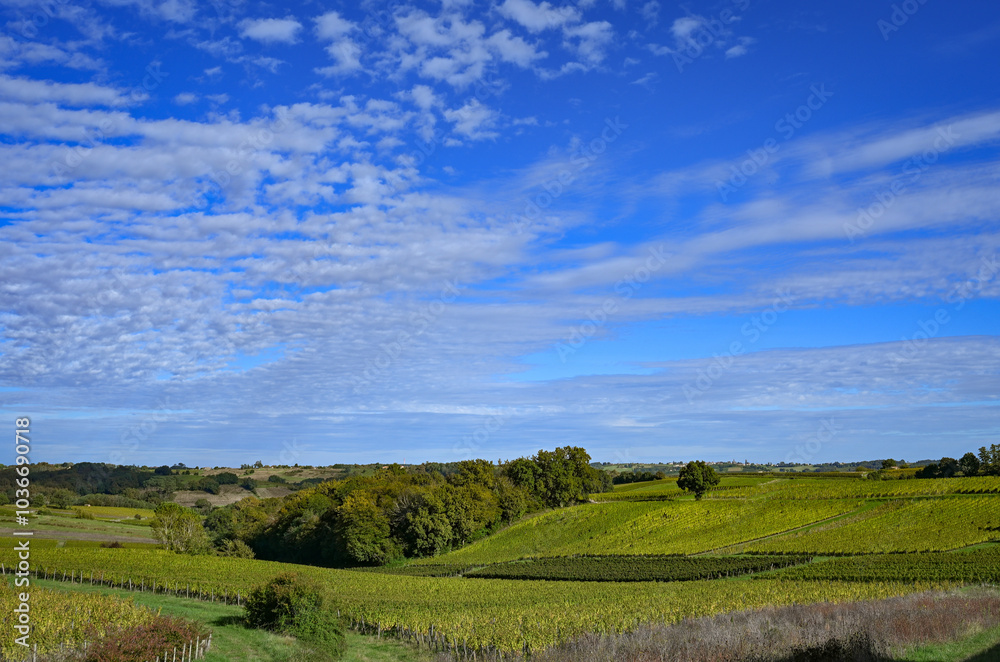 Sunset landscape bordeaux wineyard france, europe Nature. High quality photo Sunset landscape bordeaux wineyard france, europe Nature. High quality photo