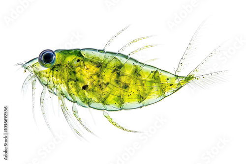 Detailed Isolated Plankton Image on transparent Background for Scientific Use and Educational Materials