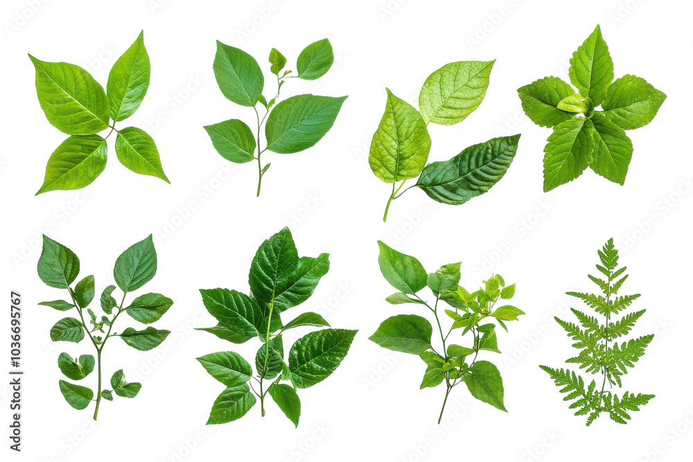 Detailed Overview of Poisonous Plants Isolated on a transparent Background for Educational and Awareness Purposes Detailed Overview of Poisonous Plants Isolated on a transparent Background for Educational and Awareness Purposes