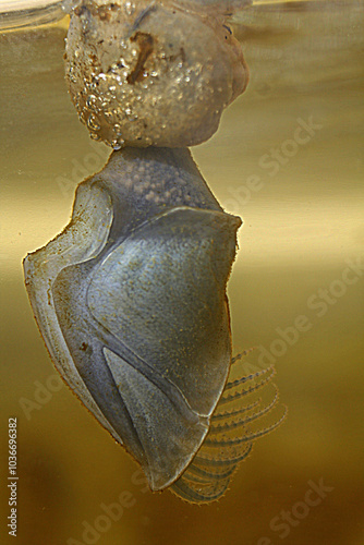 Close-up of a buoy barnacle (Dosima fascicularis) swimming in the water