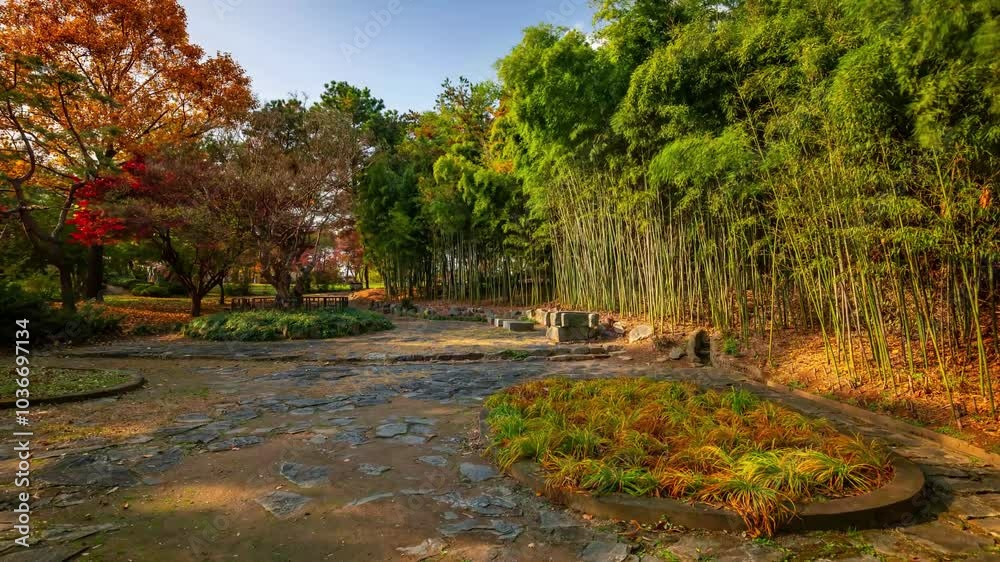 ASAN, SOUTH KOREA - OCTOBER 9, 2024: Autumn foliage surrounds a tranquil garden path with vibrant colors and lush greenery ASAN, SOUTH KOREA - OCTOBER 9, 2024: Autumn foliage surrounds a tranquil garden path with vibrant colors and lush greenery