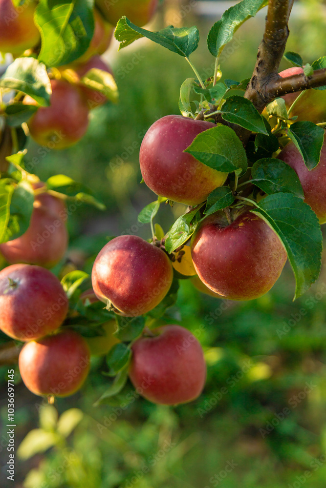 Apples on a tree in an orchard. Selective focus. Apples on a tree in an orchard. Selective focus.