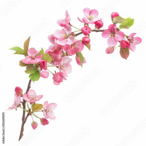 Branch of apple tree with delicate pink flowers blooming in spring