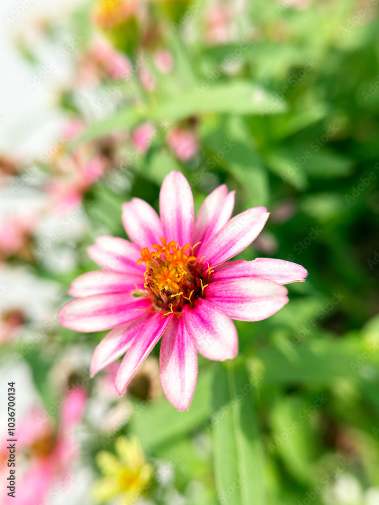 ピンク色のジニアのクローズアップ