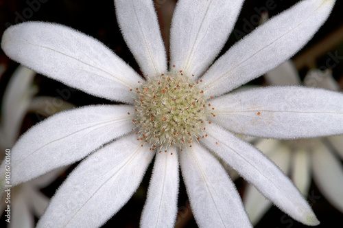 Flannel flower plant Australian native bush flower soft velvet flower, macro photo taken in the Australian bush photo