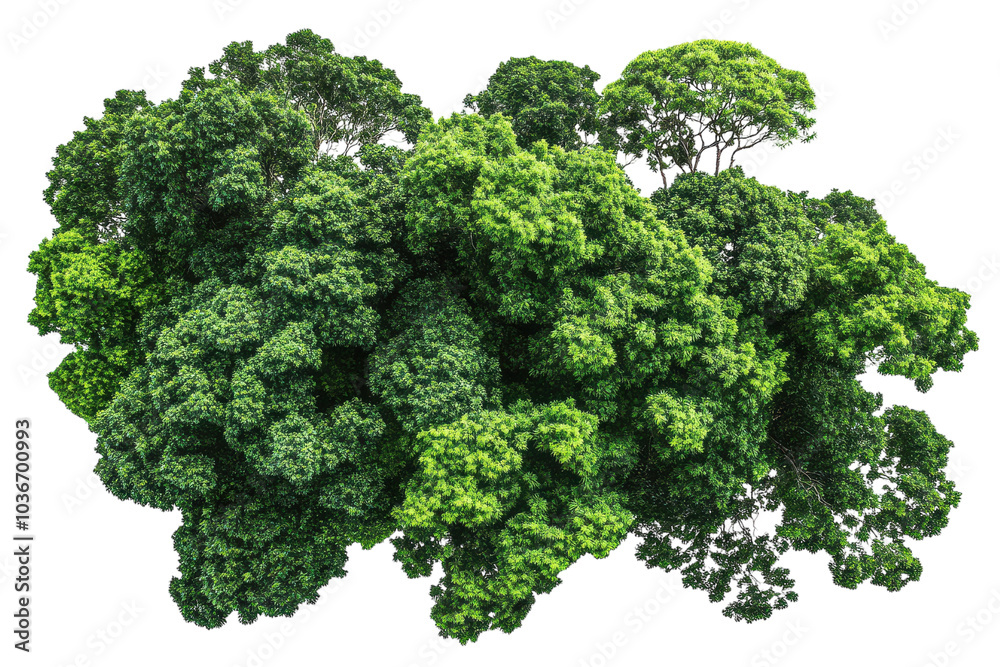 Stunning Rainforest Canopy Isolated on transparent Background for Use in Educational Materials and Artistic Designs Stunning Rainforest Canopy Isolated on transparent Background for Use in Educational Materials and Artistic Designs
