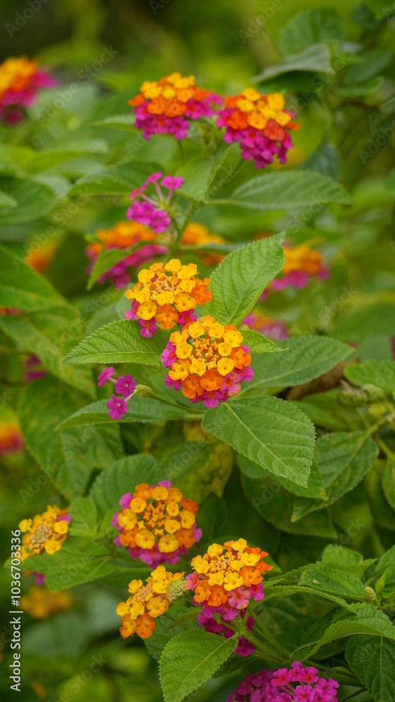 Close-up of wild Lantana Camara L flowers blooming Close-up of wild Lantana Camara L flowers blooming