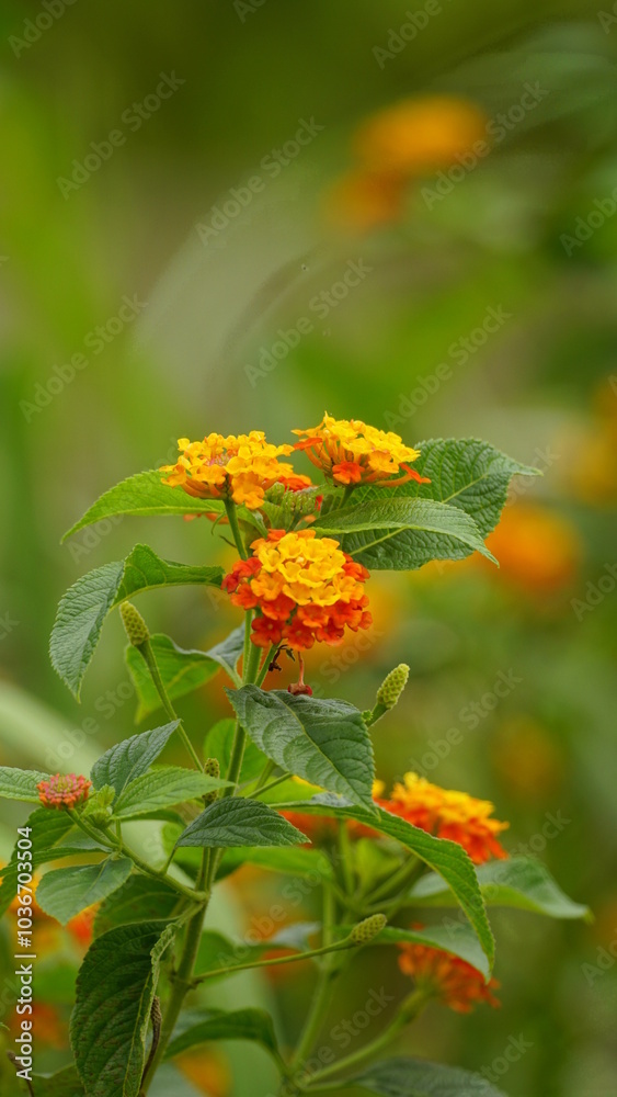 Close-up of wild Lantana Camara L flowers blooming Close-up of wild Lantana Camara L flowers blooming