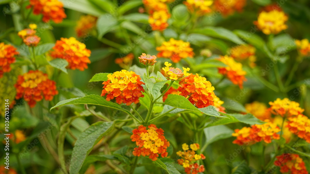 Close-up of wild Lantana Camara L flowers blooming Close-up of wild Lantana Camara L flowers blooming