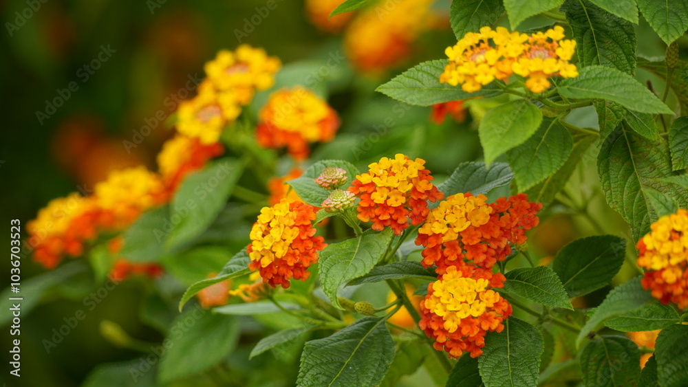 Close-up of wild Lantana Camara L flowers blooming Close-up of wild Lantana Camara L flowers blooming