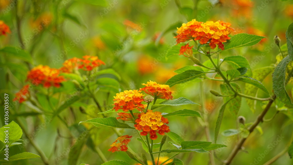 Close-up of wild Lantana Camara L flowers blooming Close-up of wild Lantana Camara L flowers blooming