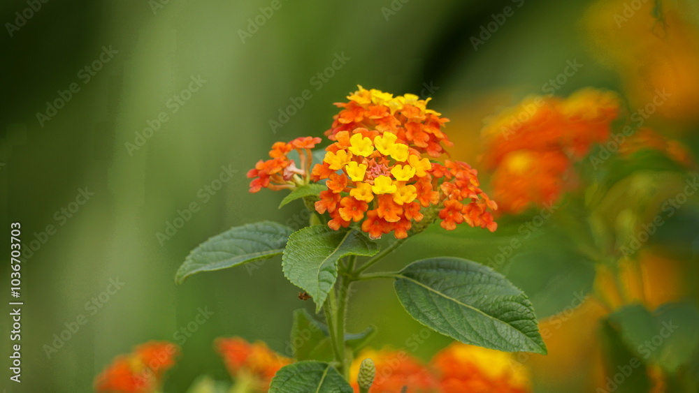 Close-up of wild Lantana Camara L flowers blooming Close-up of wild Lantana Camara L flowers blooming