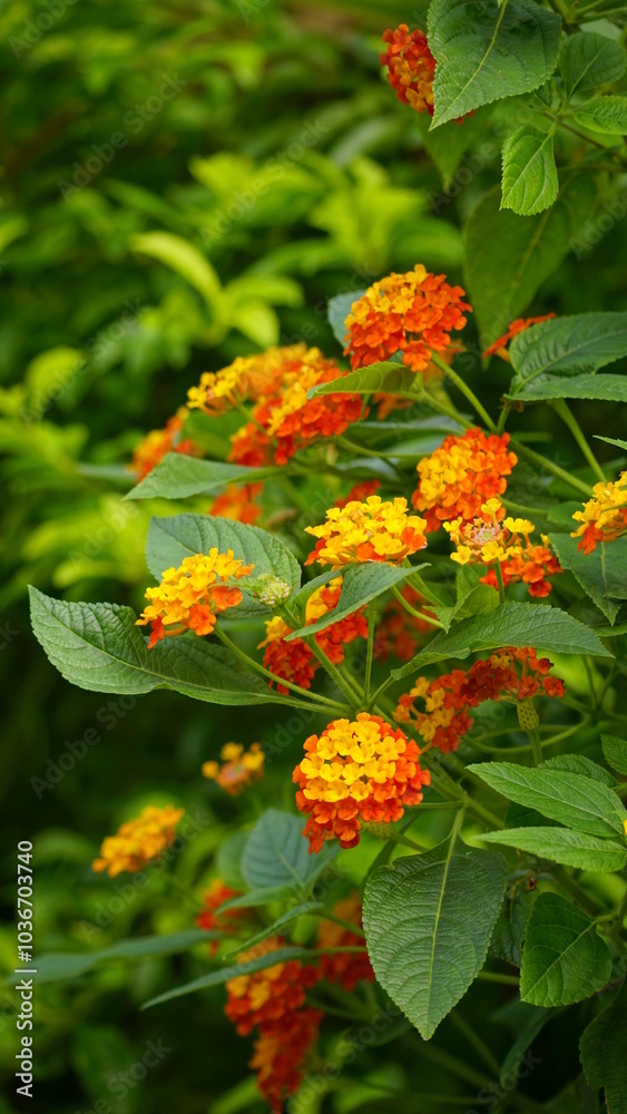 Close-up of wild Lantana Camara L flowers blooming Close-up of wild Lantana Camara L flowers blooming