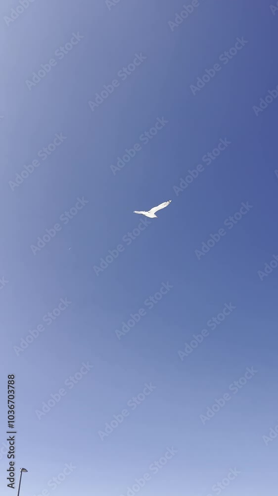 White seagull bird flies in the blue sky White seagull bird flies in the blue sky
