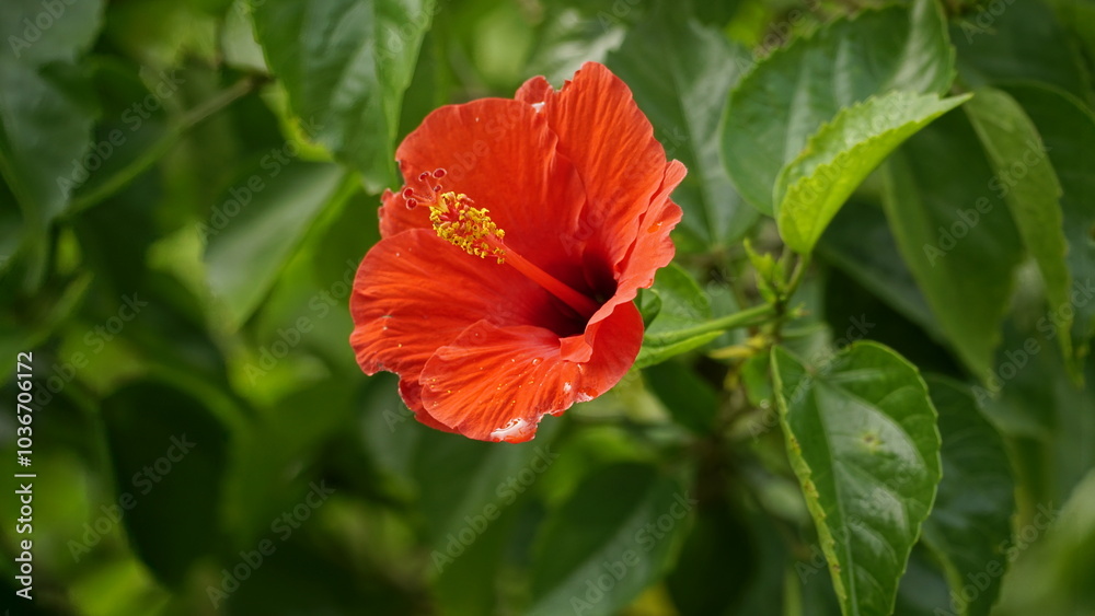 Close-up of blooming hibiscus flower Close-up of blooming hibiscus flower