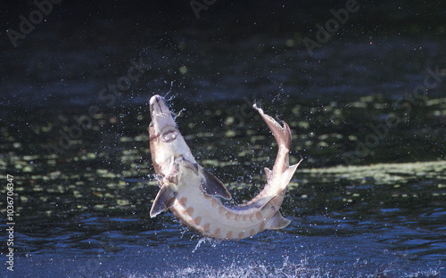 Wild Adult Gulf sturgeon fish - Acipenser oxyrinchus desotoi - jumping out of water on the Suwannee suwanee river Fanning Springs Florida.  photo 4 of 4 in a series photo