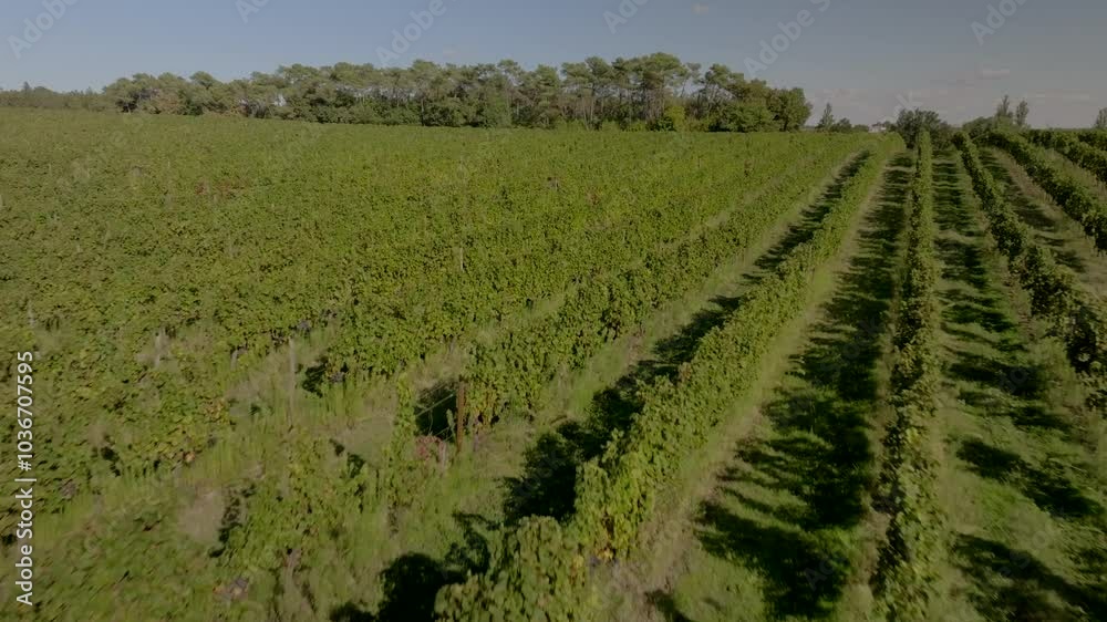 Aerial view of vineyard in summer at sunrise, Bordeaux Vineyard, Gironde, France. High quality 4k footage