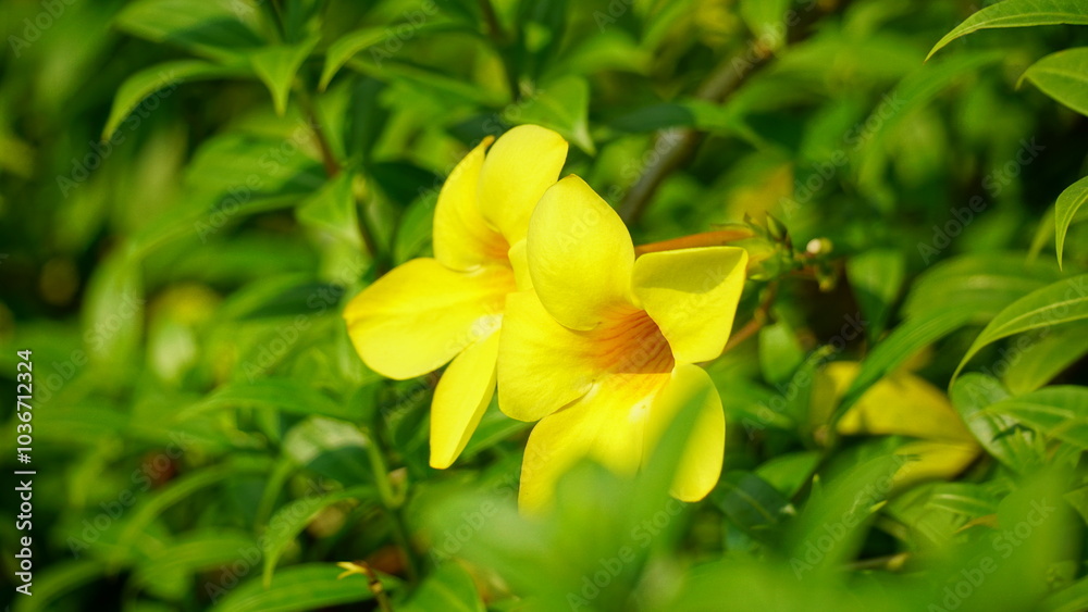 Close-up of Allamanda cathartica flower Close-up of Allamanda cathartica flower