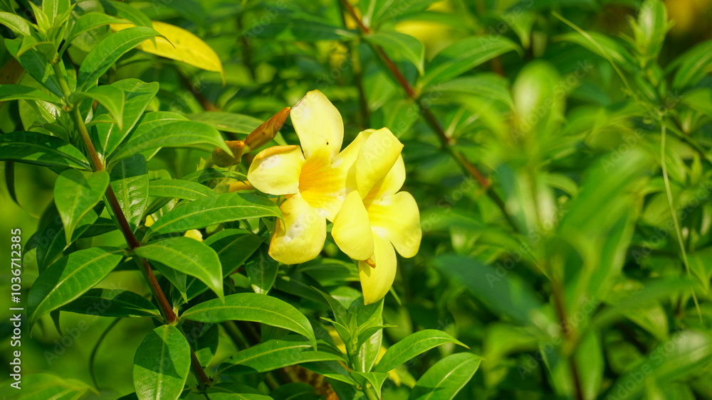 Close-up of Allamanda cathartica flower Close-up of Allamanda cathartica flower