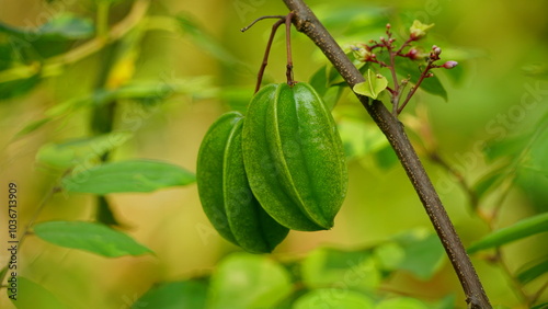 Schilderij op canvas Close-up of Averrhoa carambola fruit