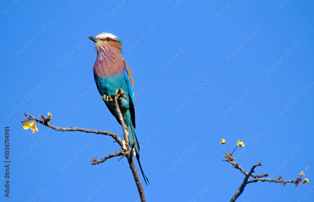 Rollier à longs brins,.Coracias caudatus, Lilac breasted Roller Rollier à longs brins,.Coracias caudatus, Lilac breasted Roller