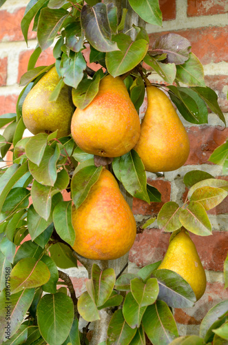 Tableau sur toile poirier, Beurré Durondeau, pyrus communis, en espalier