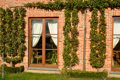 poirier, Beurré Durondeau, pyrus communis, en espalier , Pépinières Chotara, Petit Enghien, Belgique