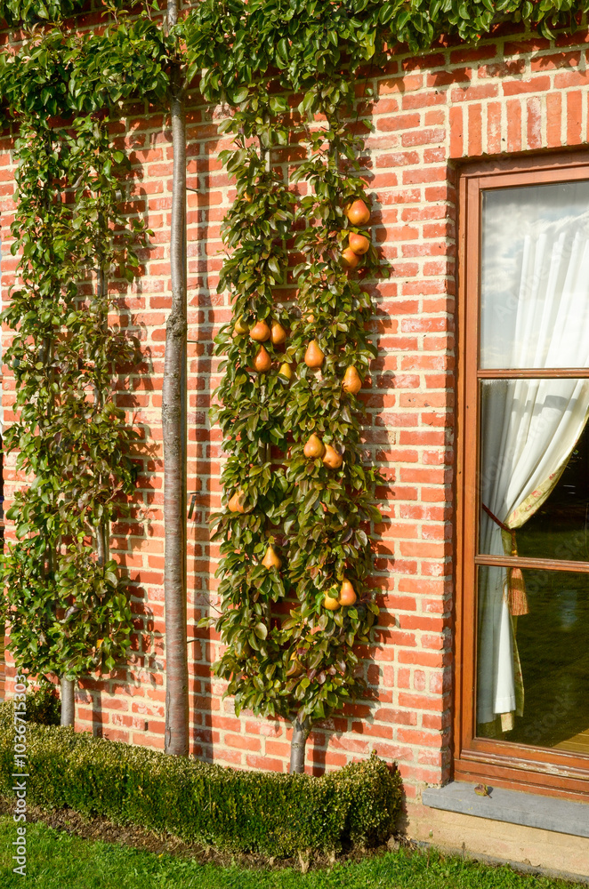 poirier, Beurré Durondeau, pyrus communis, en espalier , Pépinières Chotara, Petit Enghien, Belgique poirier, Beurré Durondeau, pyrus communis, en espalier , Pépinières Chotara, Petit Enghien, Belgique
