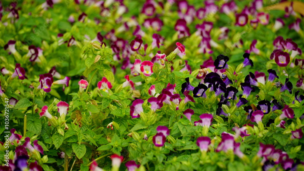 Close-up of Torenia fournieri flower