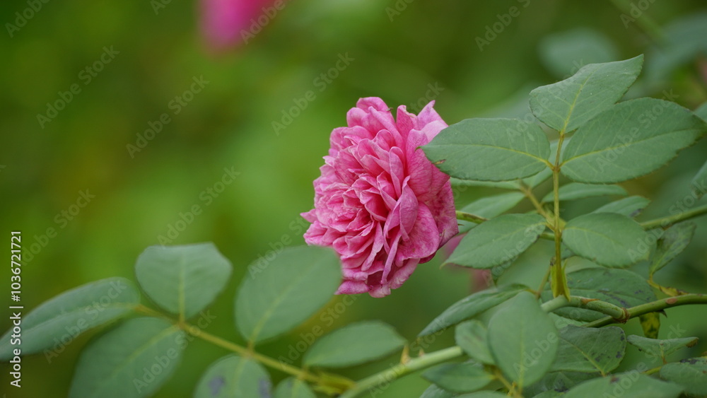 Close-up of blooming roses on a natural background Close-up of blooming roses on a natural background