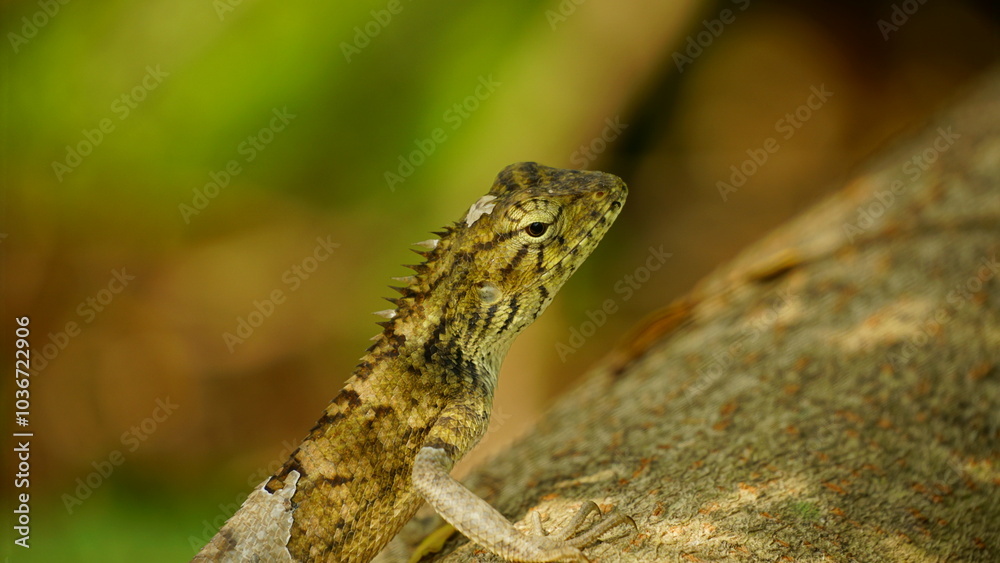 Fototapeta premium lizard on the tree
