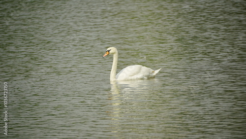 white swan in the water photo