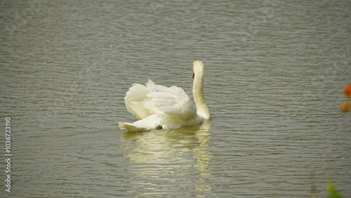 Fototapeta Naklejka Na Ścianę i Meble -  white swan on the lake