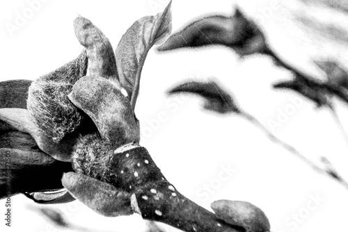tiges de magnolia