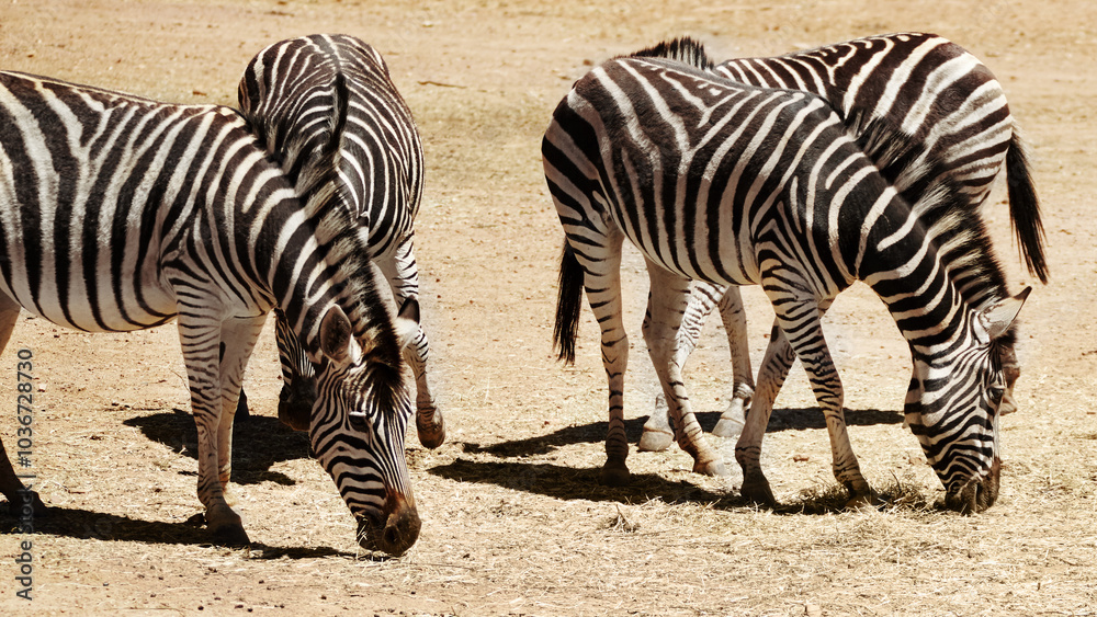 Outdoor, environment and group with zebra grazing in nature reserve, wildlife and conservation. Natural, habitat and animal dazzle at countryside for safari destination, sanctuary or protected area Outdoor, environment and group with zebra grazing in nature reserve, wildlife and conservation. Natural, habitat and animal dazzle at countryside for safari destination, sanctuary or protected area