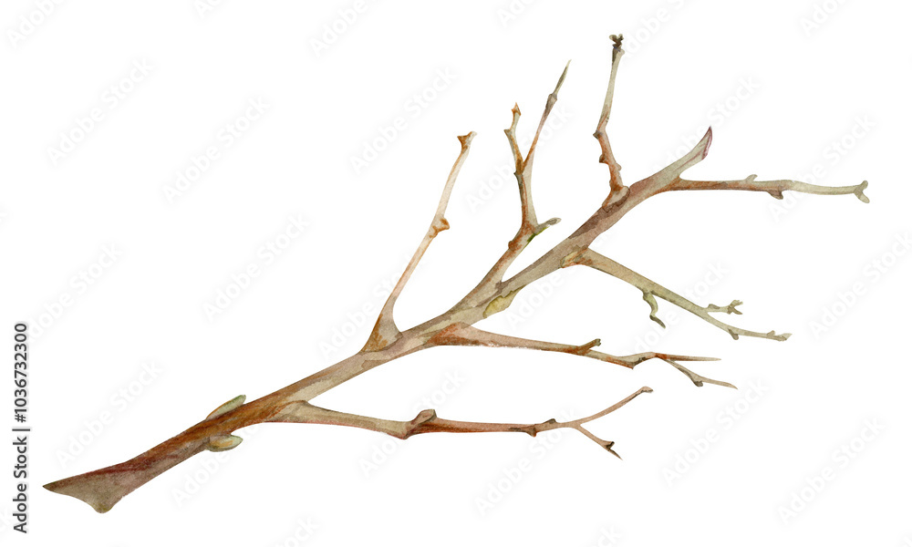 Tree, berry or bush branch twig with no leaves, early spring, late autumn or winter, green stalks, buds. Botanical illustration hand drawn in watercolor, isolated on white. Wedding, florist shop. Tree, berry or bush branch twig with no leaves, early spring, late autumn or winter, green stalks, buds. Botanical illustration hand drawn in watercolor, isolated on white. Wedding, florist shop.