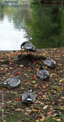 (Branta leucopsis) A flock of barnacle geese rest, gathered at the edge of a pond photo