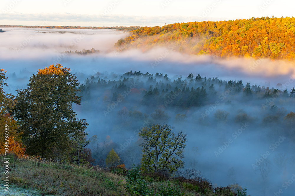 Fototapeta premium Forest hills in morning fog. Dreamlike autumn landscape. Gauja national park, Sigulda, Latvia