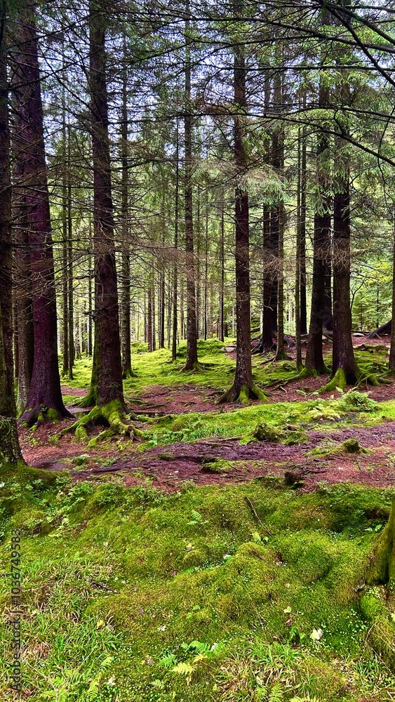Norwegian pine forest Norwegian pine forest
