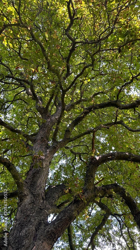 korona wielkiego kasztanowca
the crown of a large chestnut tree
korona wielkiego kasztanowca
the crown of a large chestnut tree