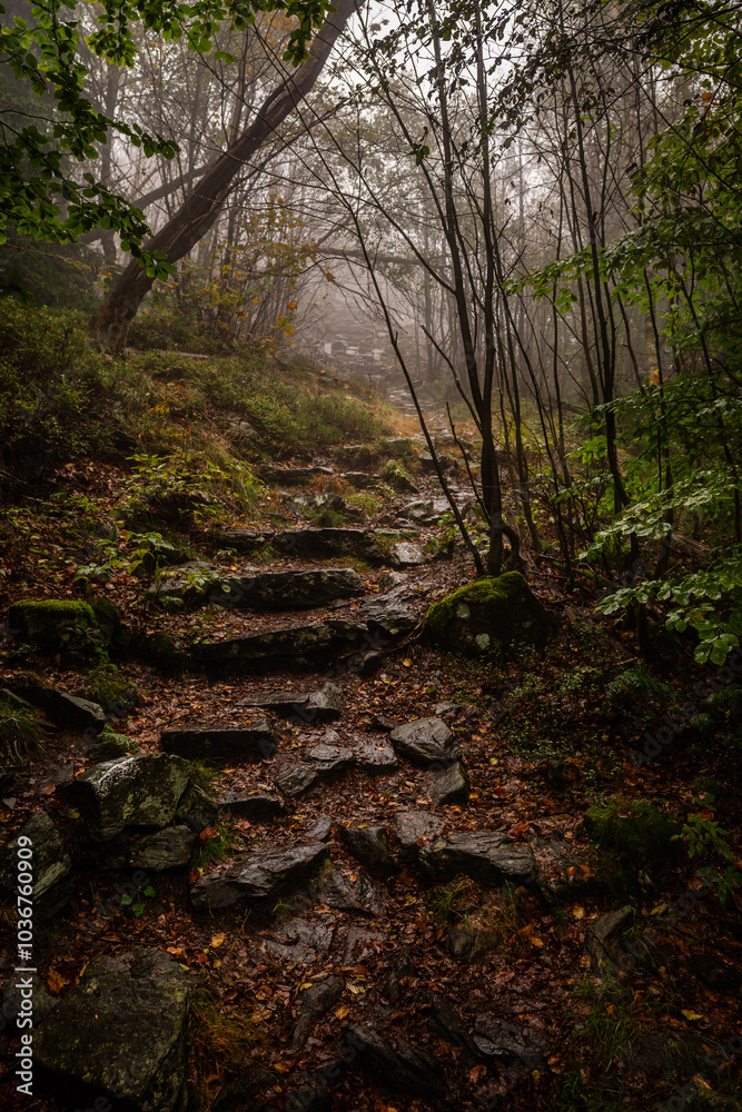 Gloomy and dark forest road during a foggy morning with the best mystic atmosphere in the north of Bohemia. Gloomy and dark forest road during a foggy morning with the best mystic atmosphere in the north of Bohemia.