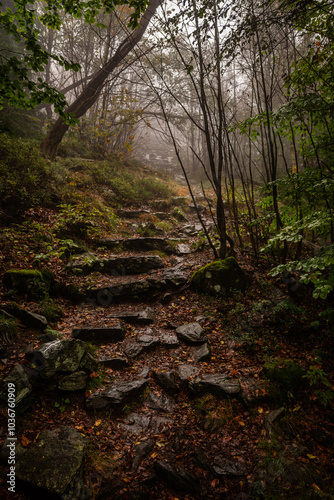 Gloomy and dark forest road during a foggy morning with the best mystic atmosphere in the north of Bohemia.