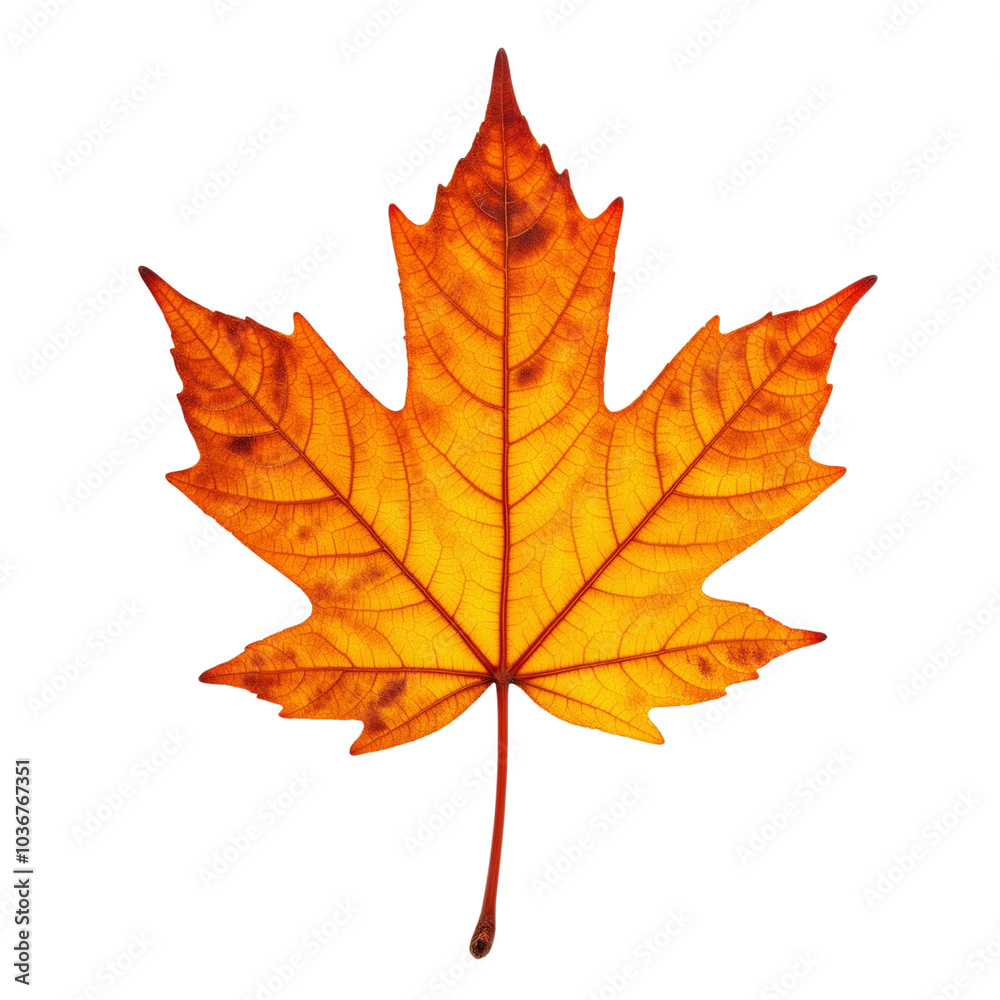 Bright Orange Maple Leaf Bright Orange Maple Leaf