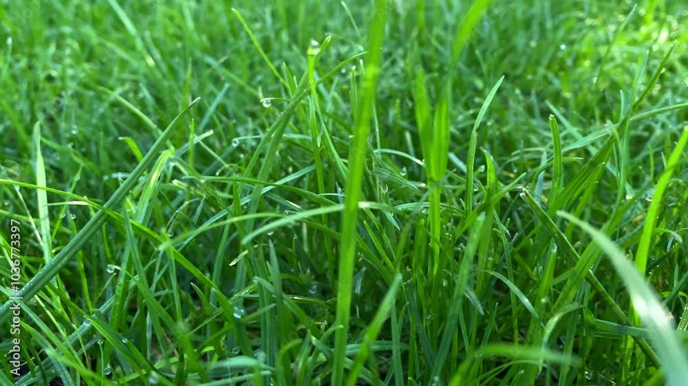 Green fresh grass in the morning in nature. Dew on the grass Green fresh grass in the morning in nature. Dew on the grass