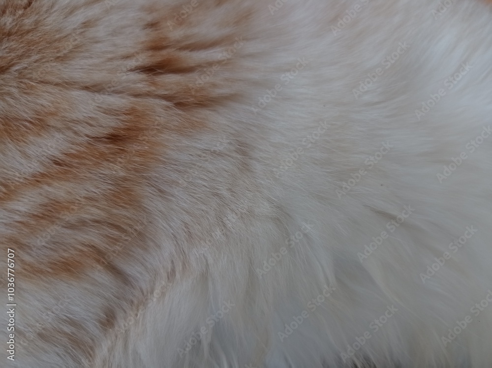 Fototapeta premium close up of a cat fur