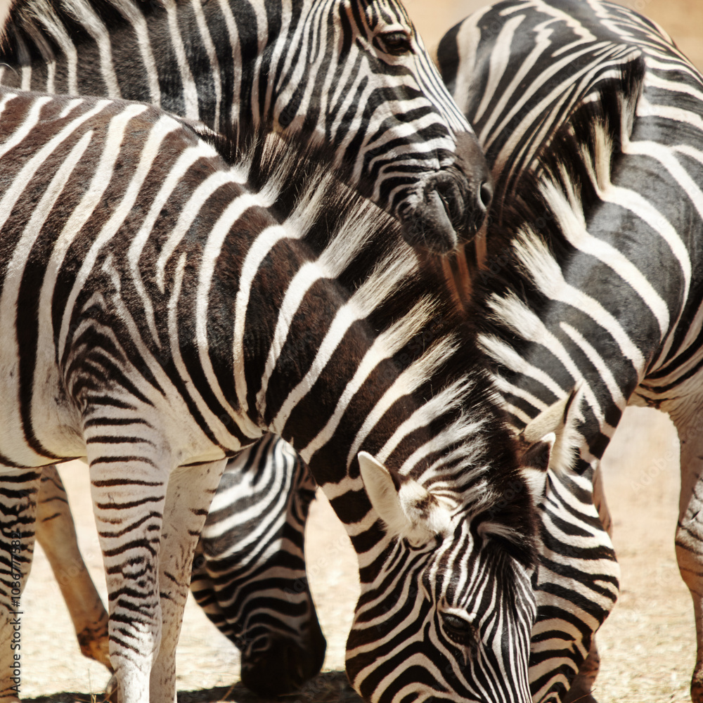 Natural, sustainable and outdoor with zebra in environment for protected area, sanctuary or wildlife. Animal, habitat and dazzle at countryside for safari destination, conservation and nature reserve Natural, sustainable and outdoor with zebra in environment for protected area, sanctuary or wildlife. Animal, habitat and dazzle at countryside for safari destination, conservation and nature reserve