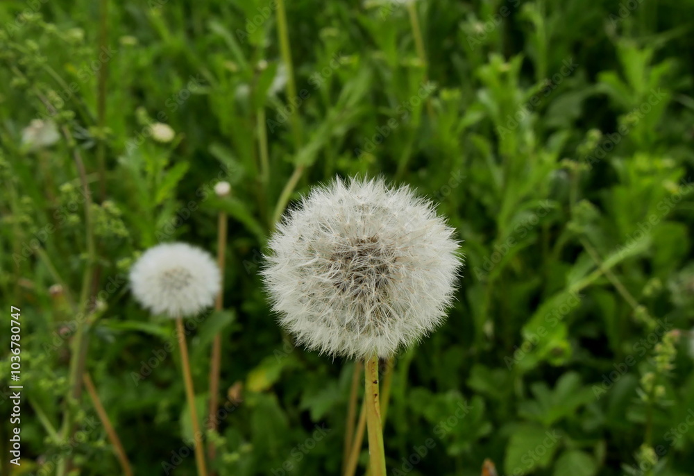 close up of Dandelion clock in the green lawn. Pappus clad fruits on flower head of taraxacum rubicundum in spring close up of Dandelion clock in the green lawn. Pappus clad fruits on flower head of taraxacum rubicundum in spring